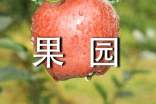 果園的作文600字(精選44篇)