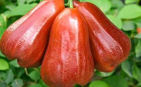 林清玄《翡翠蓮霧》閱讀答案