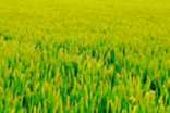 形容田野的詞語(yǔ)
