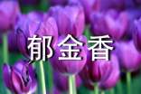 我的郁金香小學(xué)生四年級作文