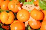 橘子說(shuō)明文(精選24篇)