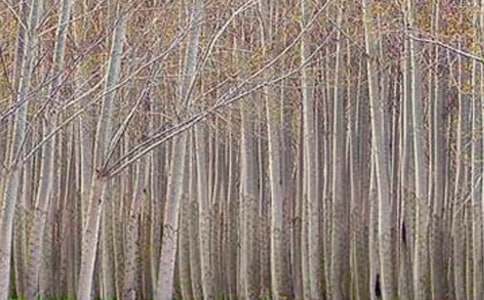 ���ח�̰�