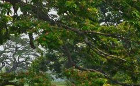 ���ח�̰�