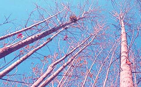 《白楊》五年級教案