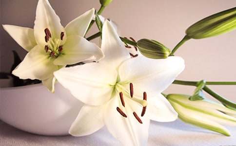 ���`�ϵİٺϻ��_(k��i)��������550��