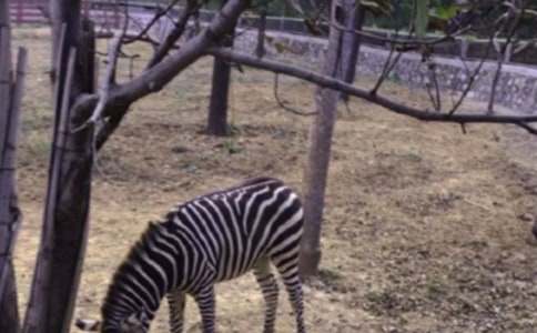 斑馬的作文15篇