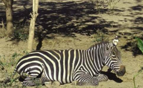 ���]�����R��(xi��n)����15ƪ