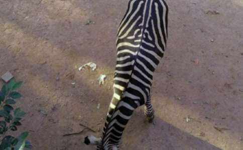 禮讓斑馬線(xiàn)五年級作文