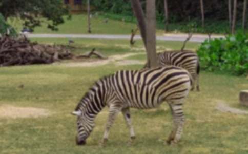 可愛(ài)的小斑馬作文