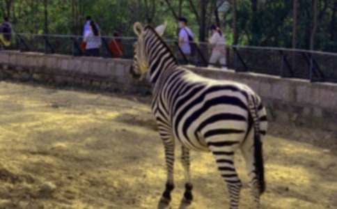 �P(gu��n)�ڶY׌���R��(xi��n)����