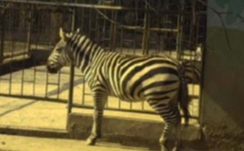 ���R ����