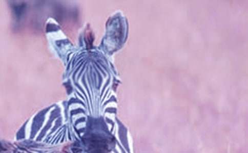 ���R��(xi��n)С��̰�