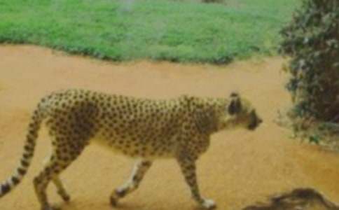 關(guān)于豹子作文500字21篇