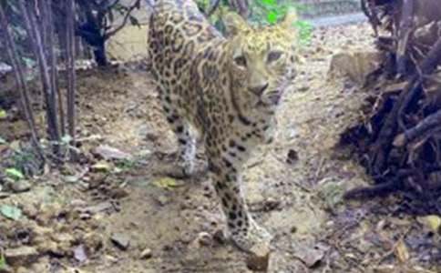 小豹子后悔了童話(huà)作文