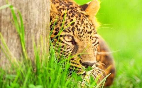 �R�ͱ������꼉����