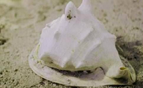 關(guān)于去海邊撿貝殼的作文