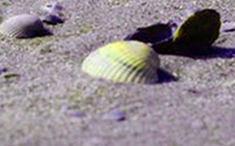 ؐ���������-����