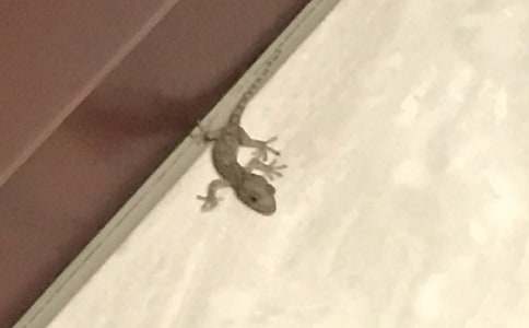 壁虎作文500字合集8篇