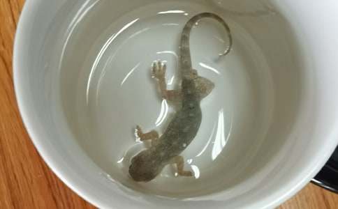 ɵ؈�c�ڻ����꼉С�W(xu��)������