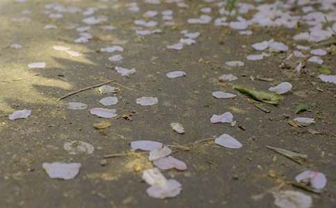 ̫�(y��ng)����������