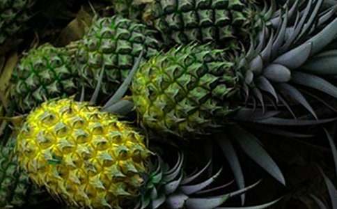 關(guān)于菠蘿的說(shuō)明文范文「推薦」