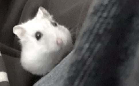 �B�}��Ć�ʾ��������