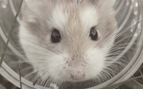 ��ϲ�g�Ă}�������