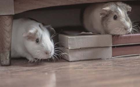 惹人喜愛(ài)的小倉鼠四年級動(dòng)物作文500字