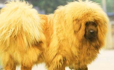 有關(guān)藏獒作文300字8篇