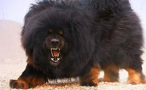 看藏獒多吉有感