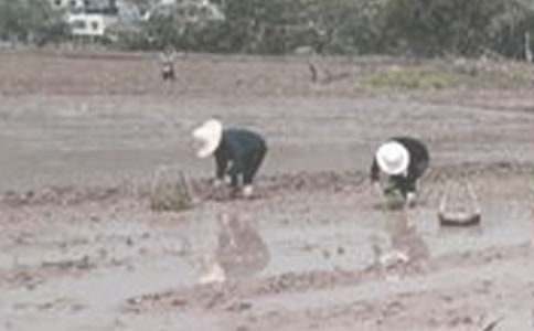 農村趣事插秧作文600字