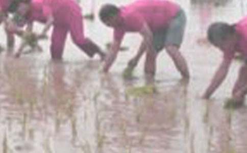 插秧作文600字合集五篇