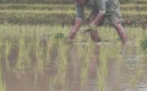 �����T(m��n)����������300����ƪ