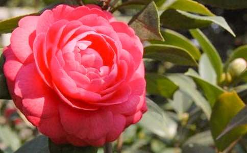 �軨��(y��u)������