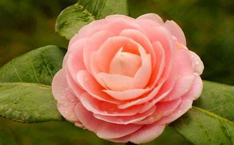 �����]���軨����300����ƪ