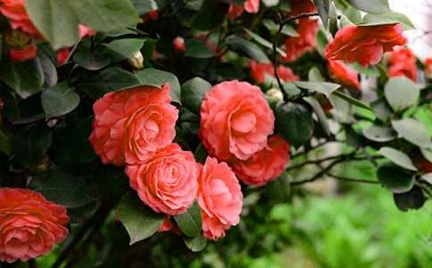 �����Ĳ軨����