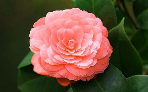 山茶花作文400字(精選104篇)