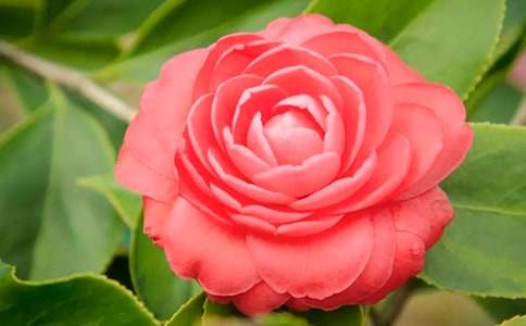 ��ɽ�軨�����ζ�L(ch��ng)����800��