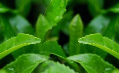 觀(guān)察茶葉作文(匯編7篇)