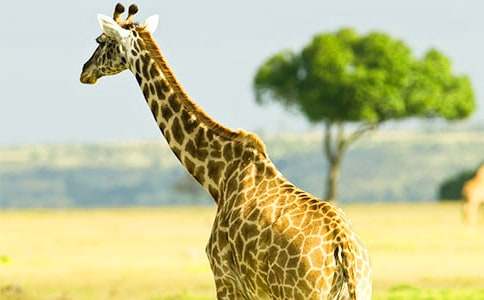 �L(ch��ng)�i¹���D��(xi��)Ԓ(hu��)���ģ����x50ƪ��