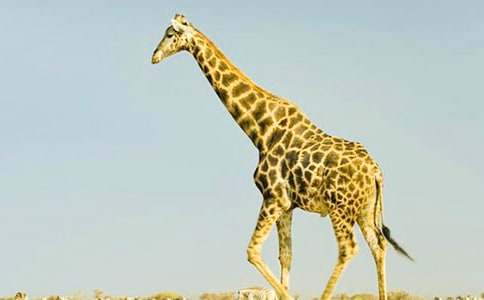 關(guān)于長(cháng)頸鹿買(mǎi)圍巾的作文600字上下