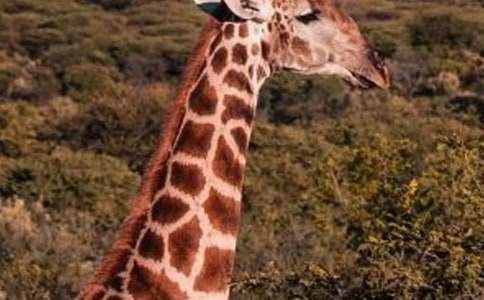 �L(ch��ng)�i¹��С��������350��