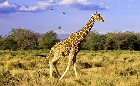 �L(ch��ng)�i¹��������