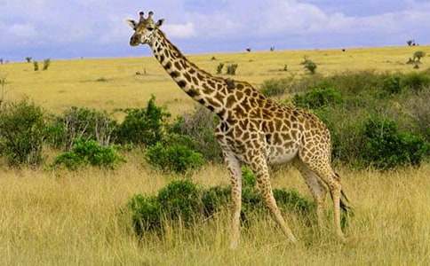 長(cháng)頸鹿與兔子 寓言故事