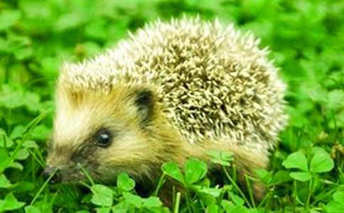 刺猬和烏龜賽跑