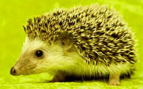 ͯԒ(hu��)���£�Ұ�úʹ��