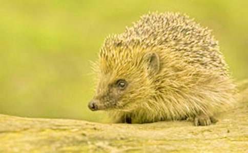 �Ǻʹ��_600��