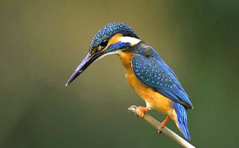 ���B(ni��o)��(xi��)���ģ����x28ƪ��