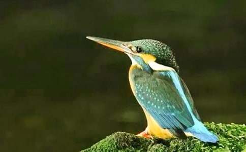 �P(gu��n)��С�W(xu��)�Z(y��)�ġ����B(ni��o)���ă�(y��u)��̰��OӋ