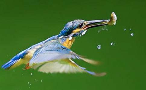 有關(guān)翠鳥(niǎo)作文(精選27篇)